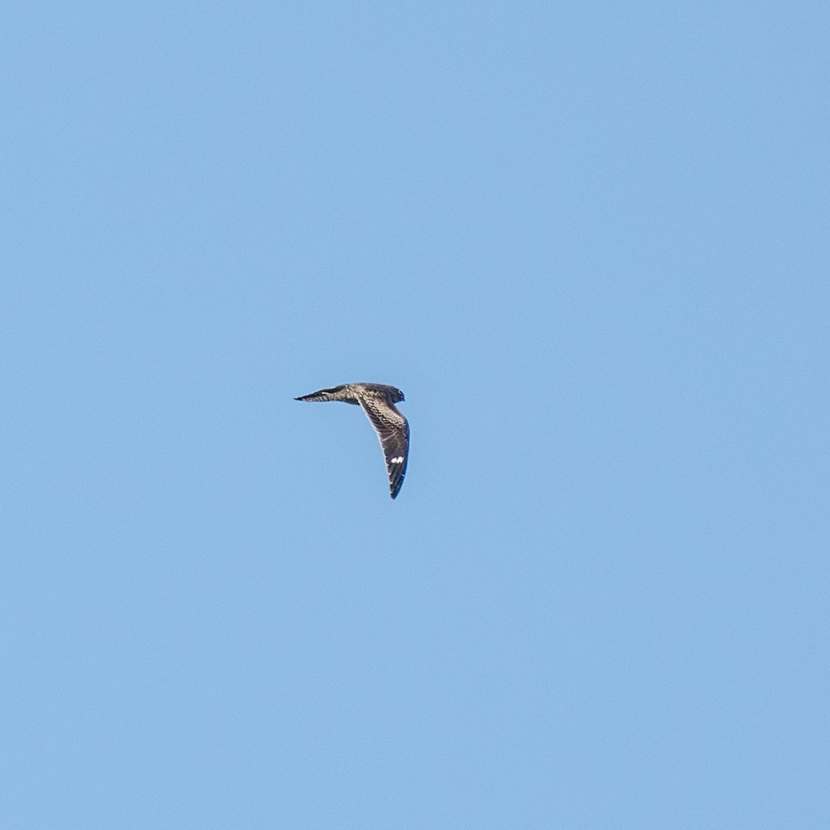 Common Nighthawk - ML609584956