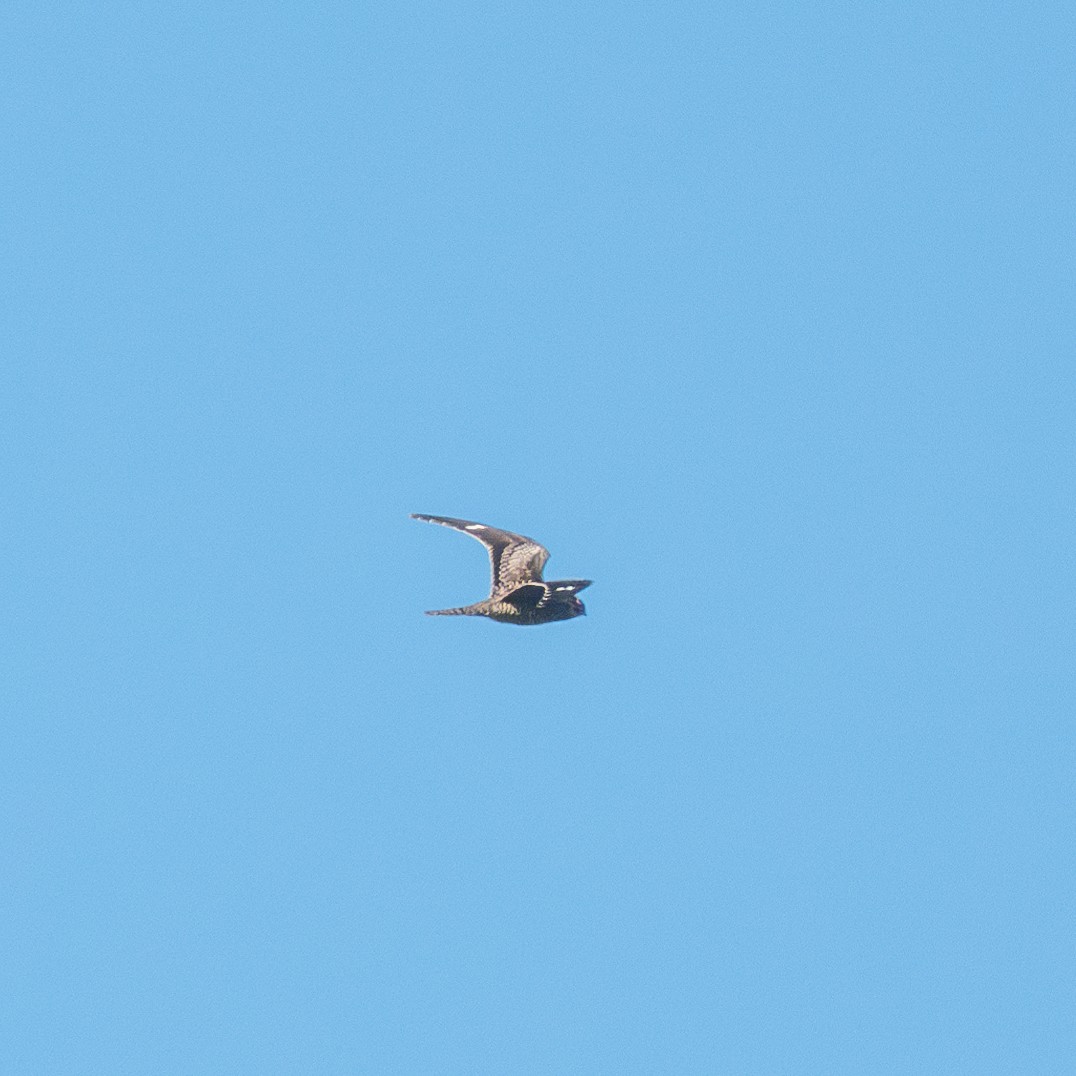 Common Nighthawk - ML609584958