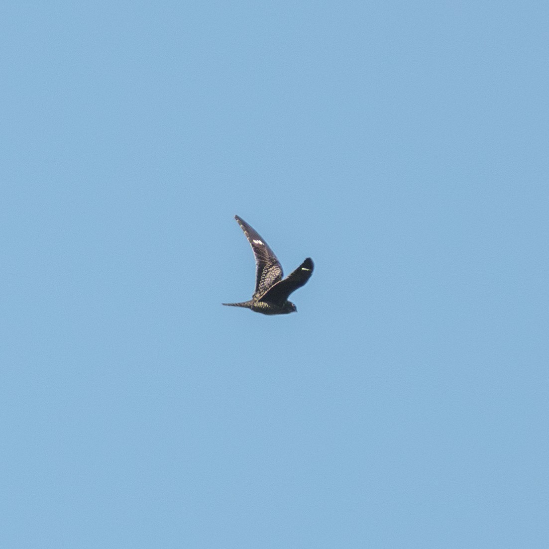 Common Nighthawk - ML609584959