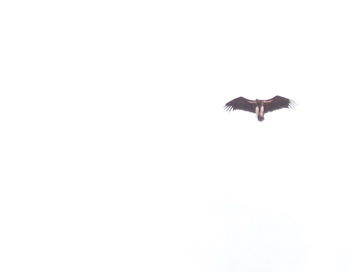 Lappet-faced Vulture - ML609584977