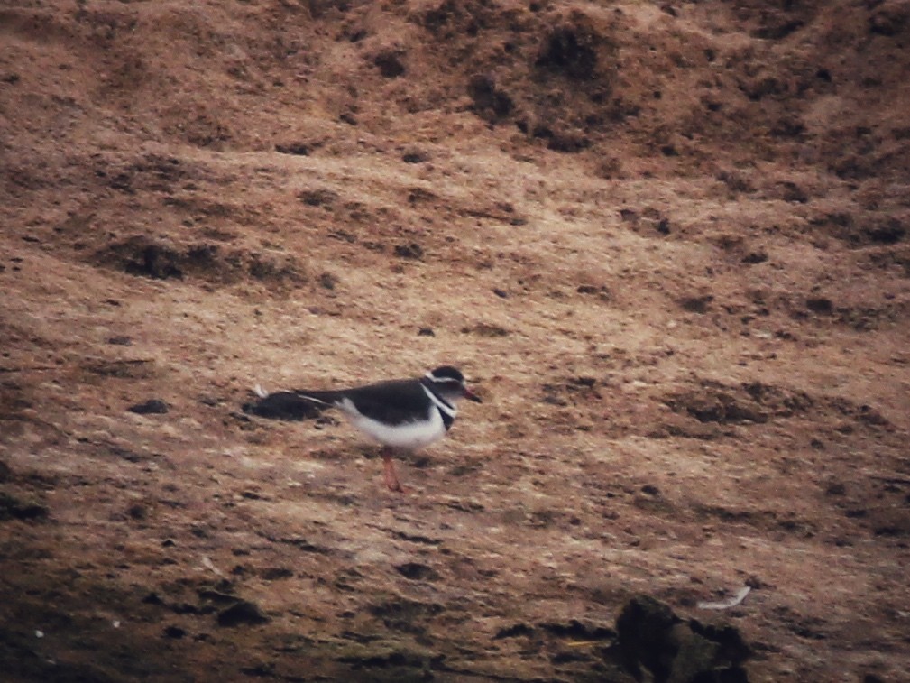 Three-banded Plover - ML609585031