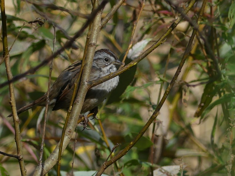 Swamp Sparrow - Francine Claveau