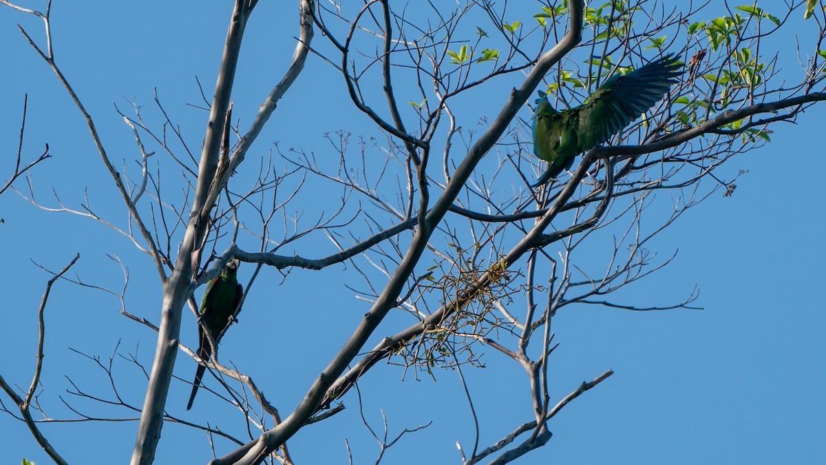 Chestnut-fronted Macaw - Javier Cotin