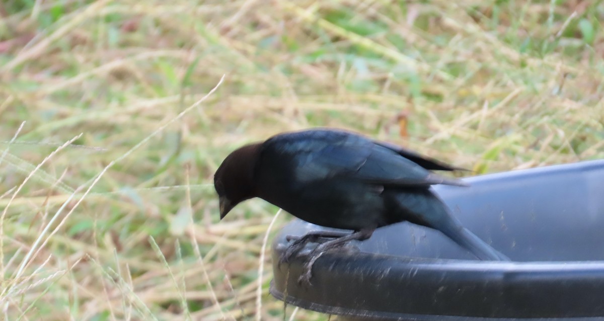 Brown-headed Cowbird - ML609585182