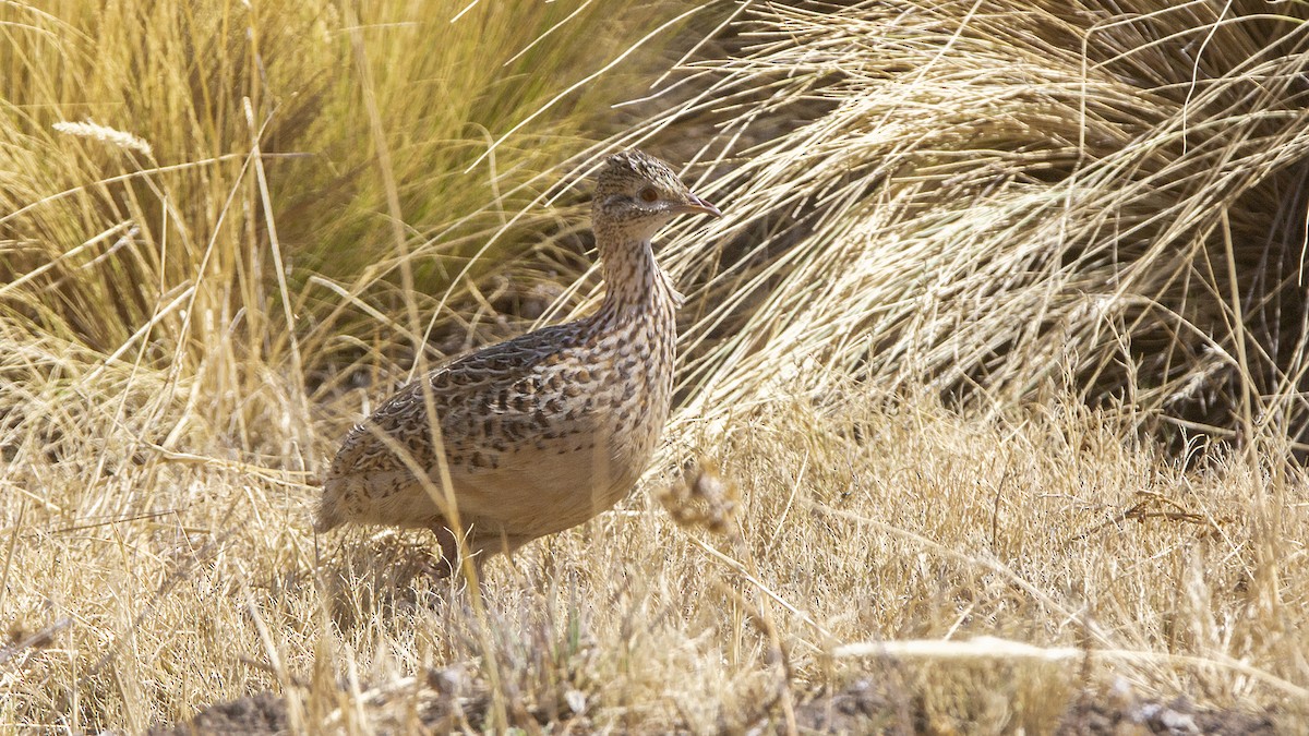 Tinamou de Darwin - ML609585205