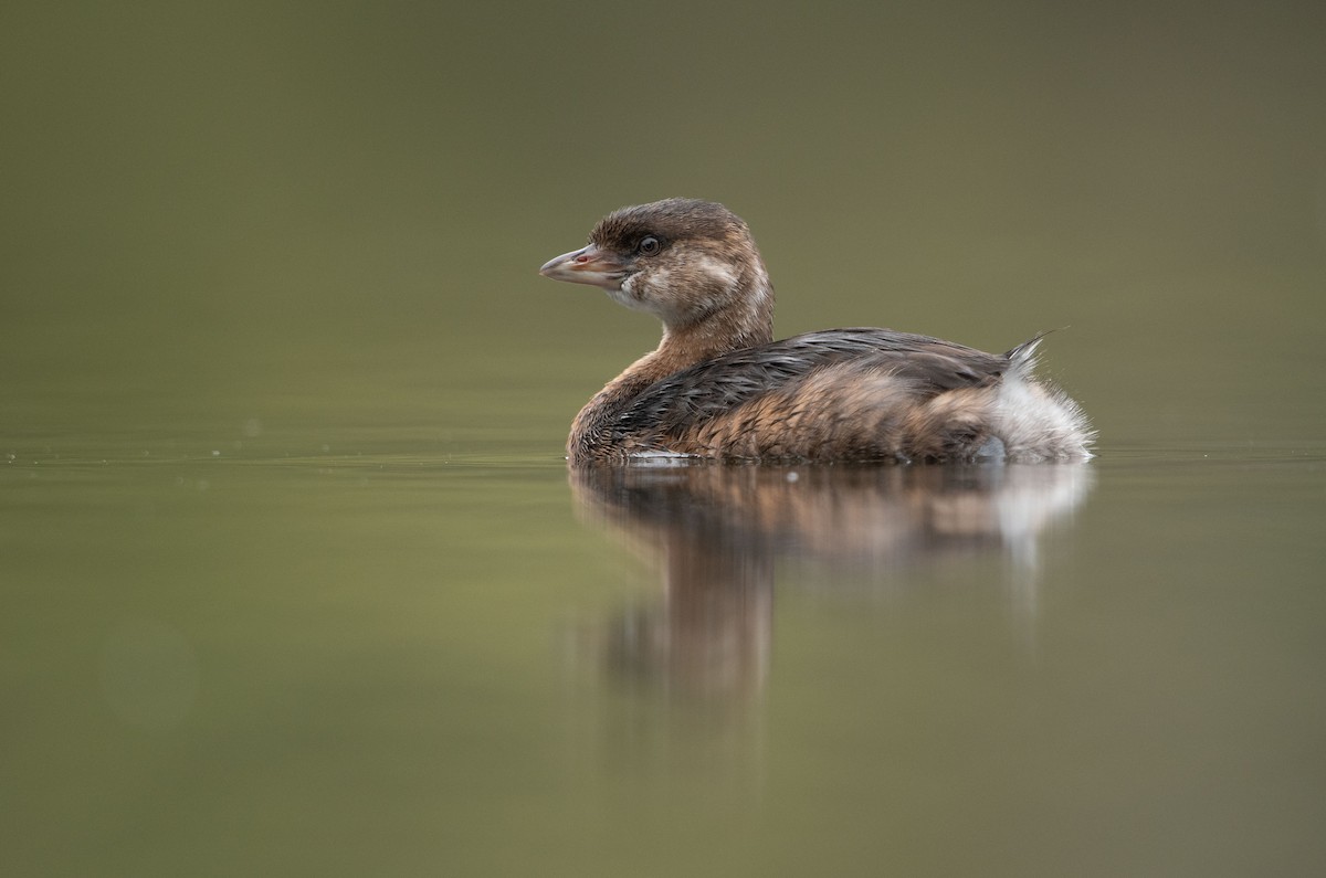 Pied-billed Grebe - ML609585224