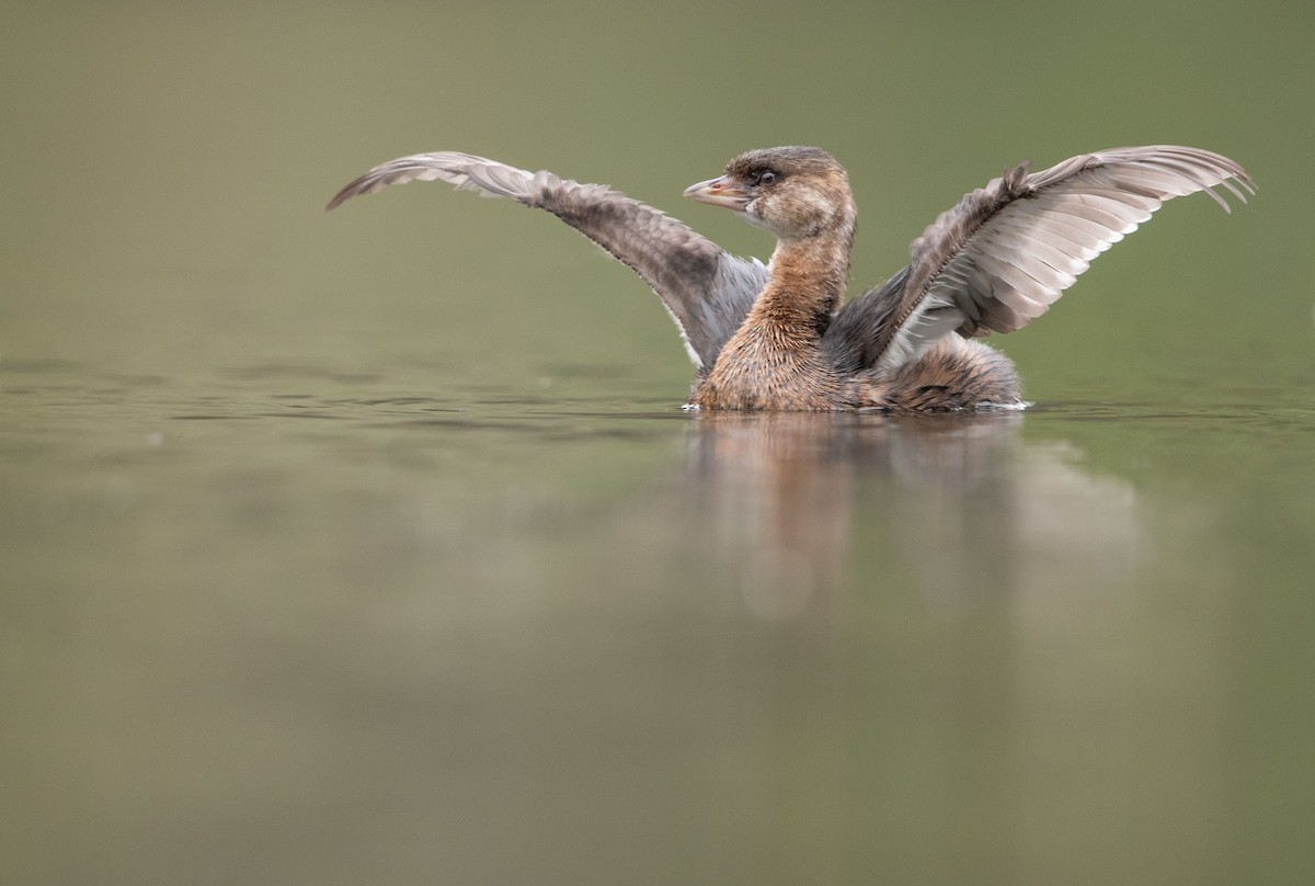 Pied-billed Grebe - ML609585225