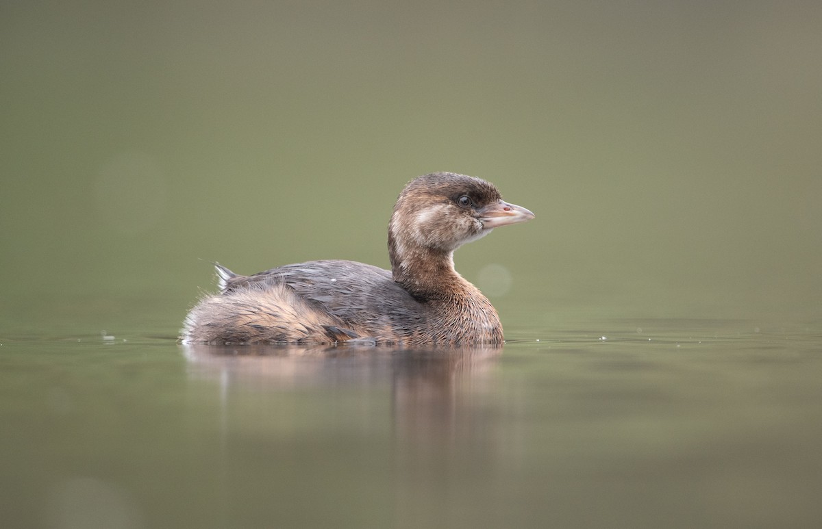 Pied-billed Grebe - ML609585226