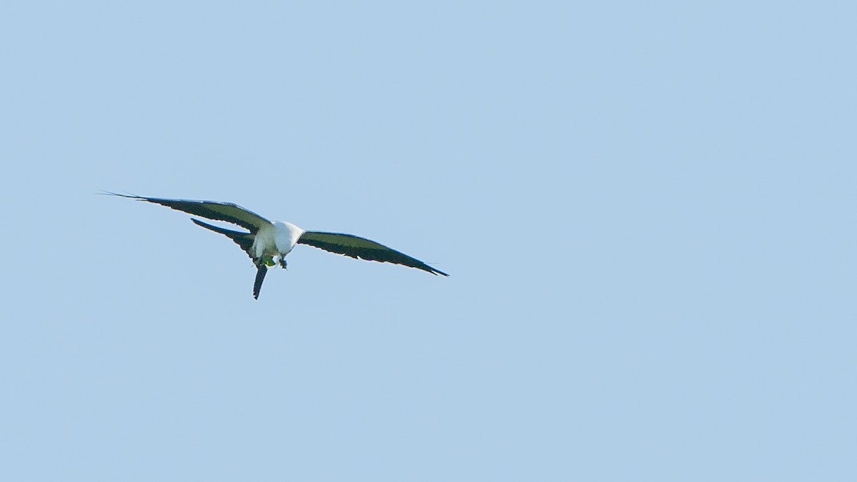 Swallow-tailed Kite - Javier Cotin