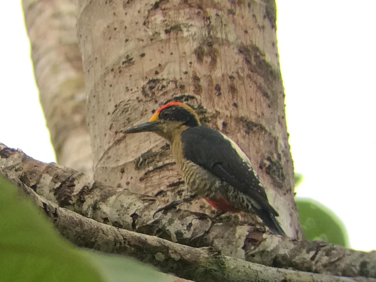 Golden-naped Woodpecker - ML609585247