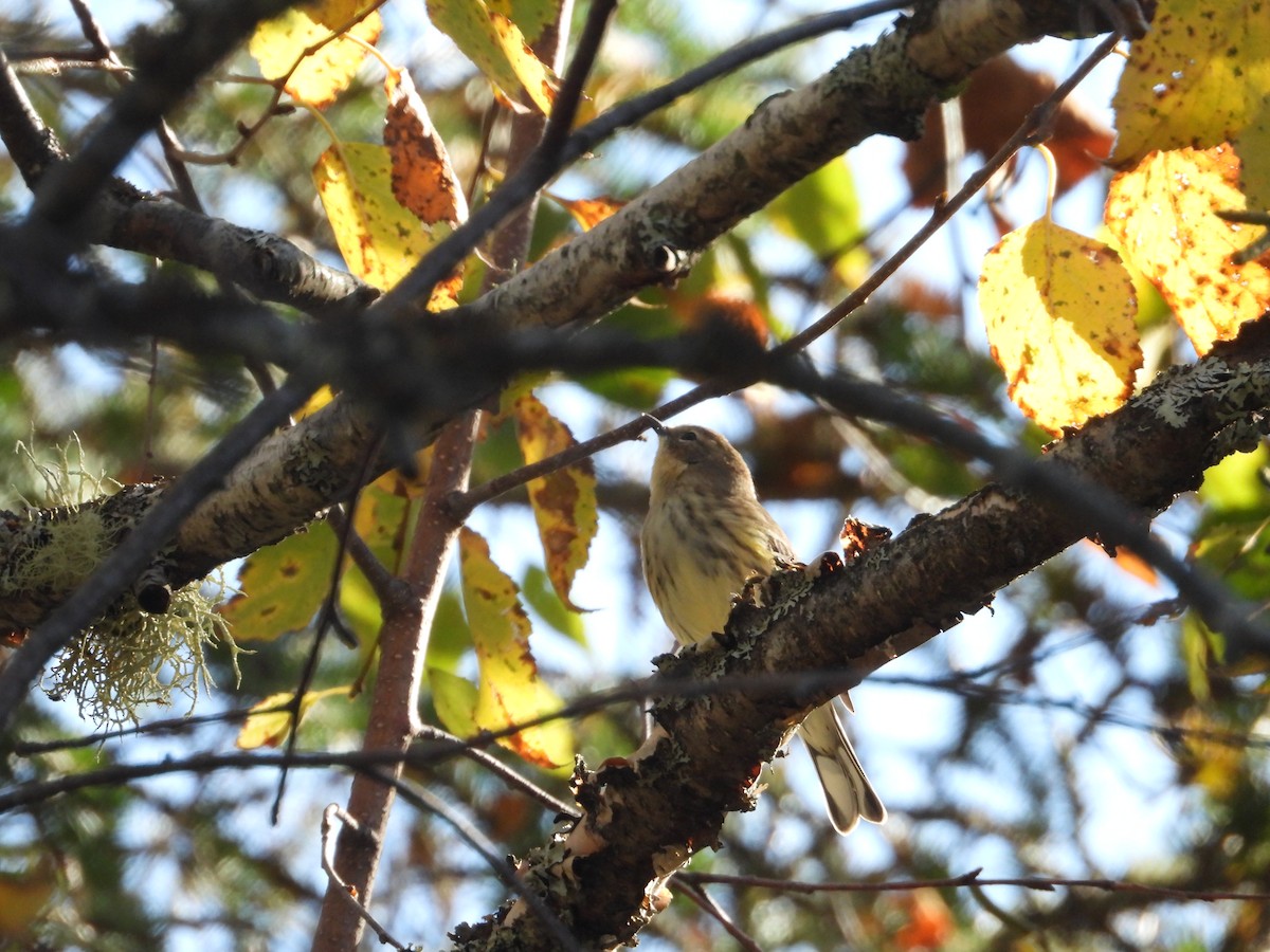 Palm Warbler - ML609585308