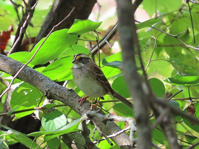 White-throated Sparrow - ML609585317