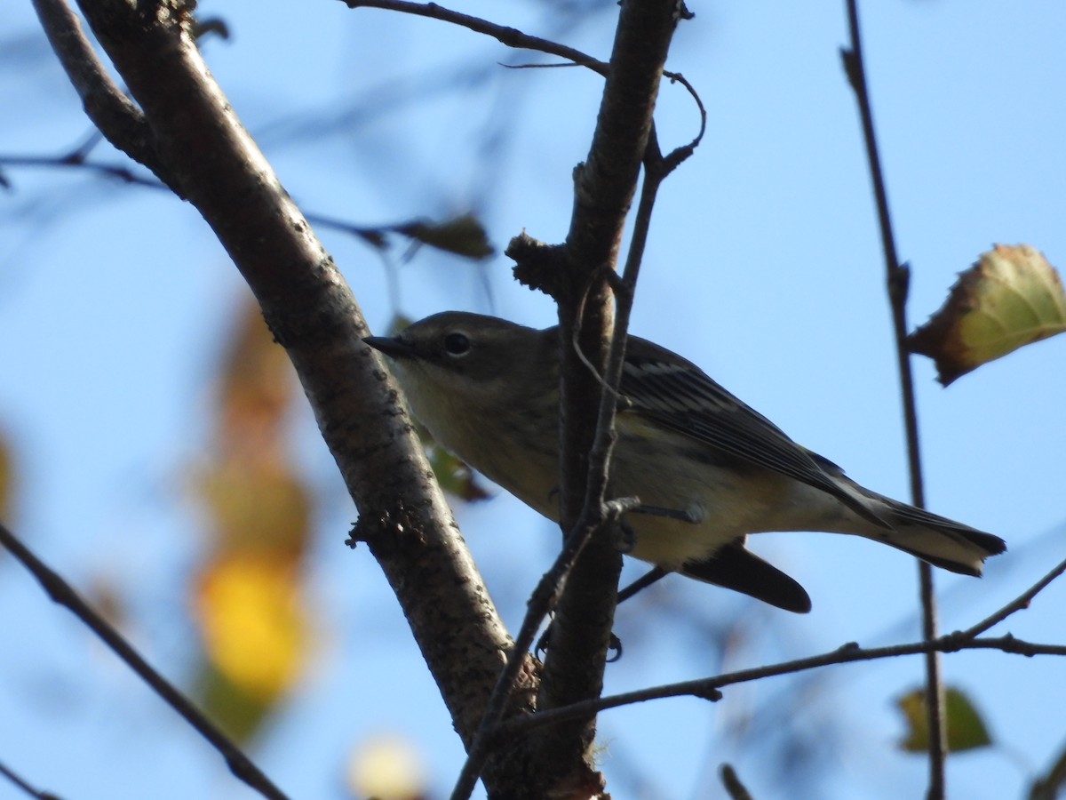 Yellow-rumped Warbler - ML609585318