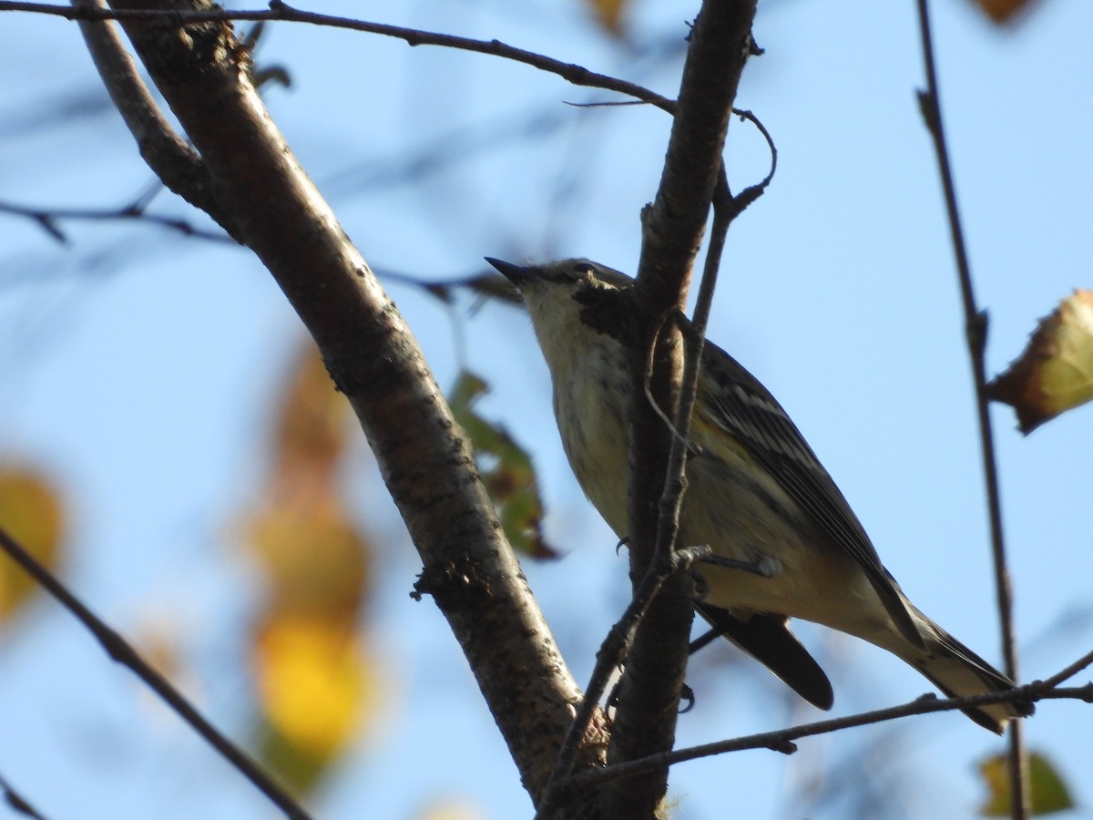 Yellow-rumped Warbler - ML609585320