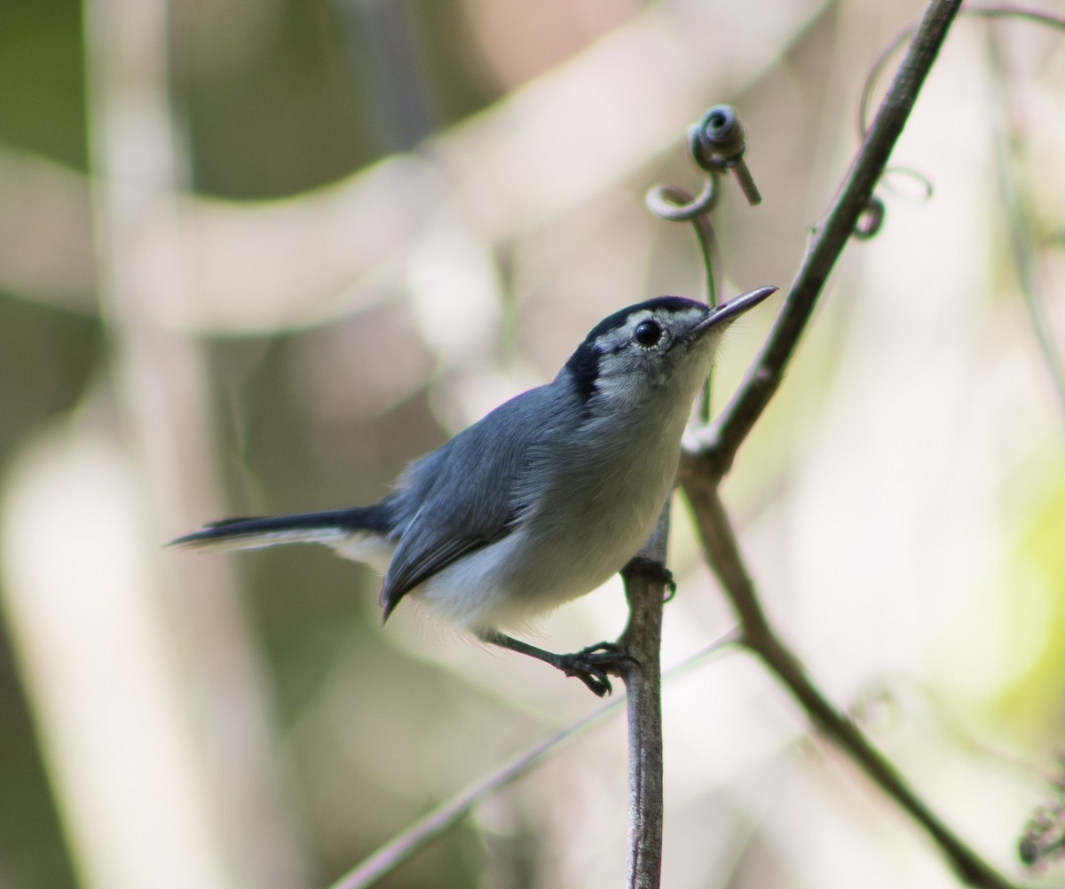 White-browed Gnatcatcher - ML609585378