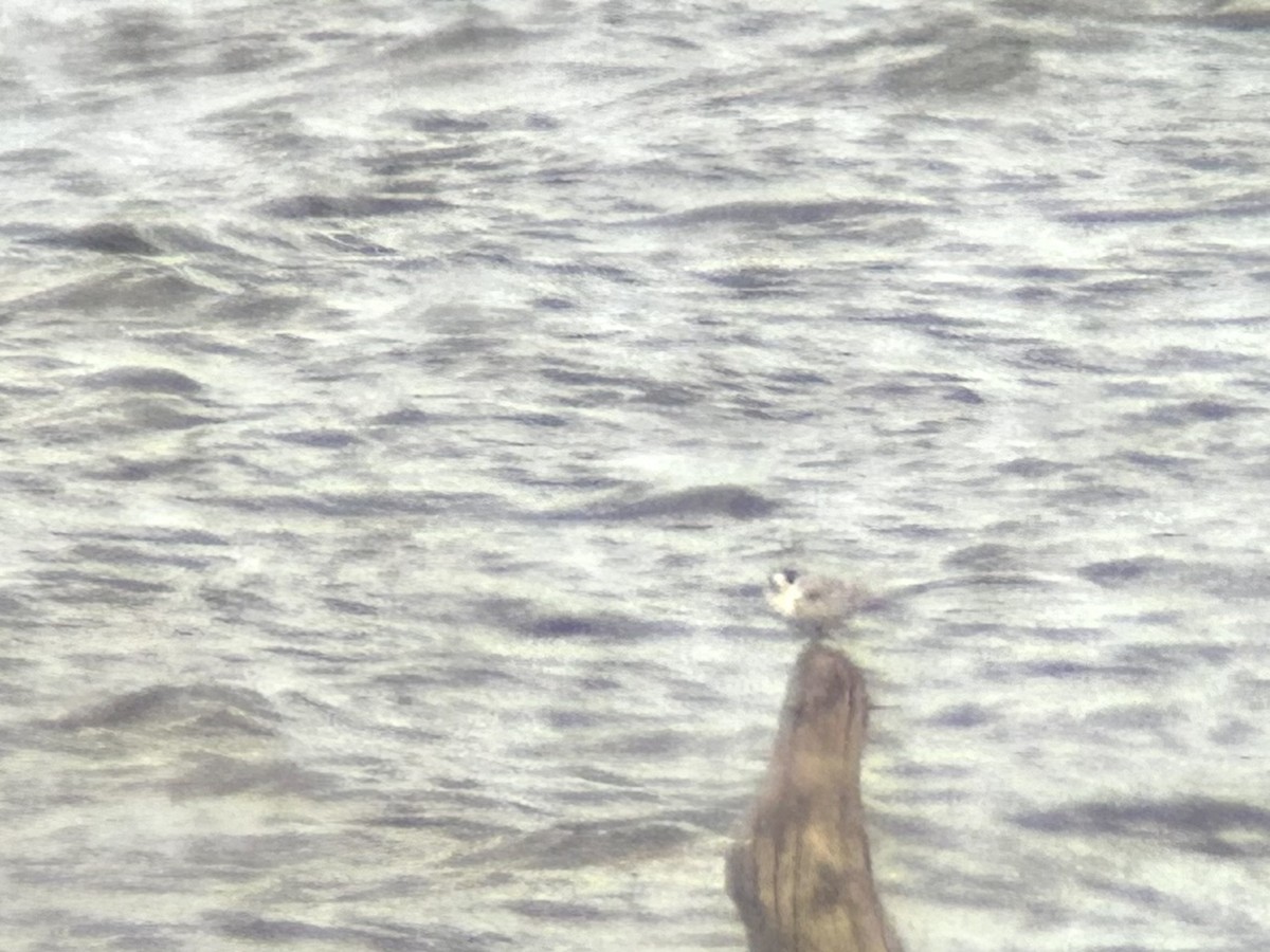 Common Tern - ML609585454