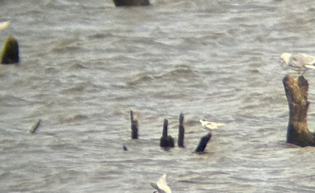Common Tern - ML609585456