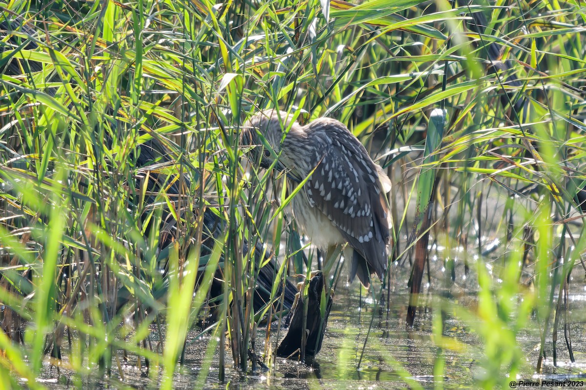 Black-crowned Night Heron - ML609585468