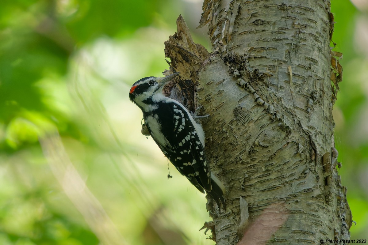 Hairy Woodpecker - Pierre Pesant