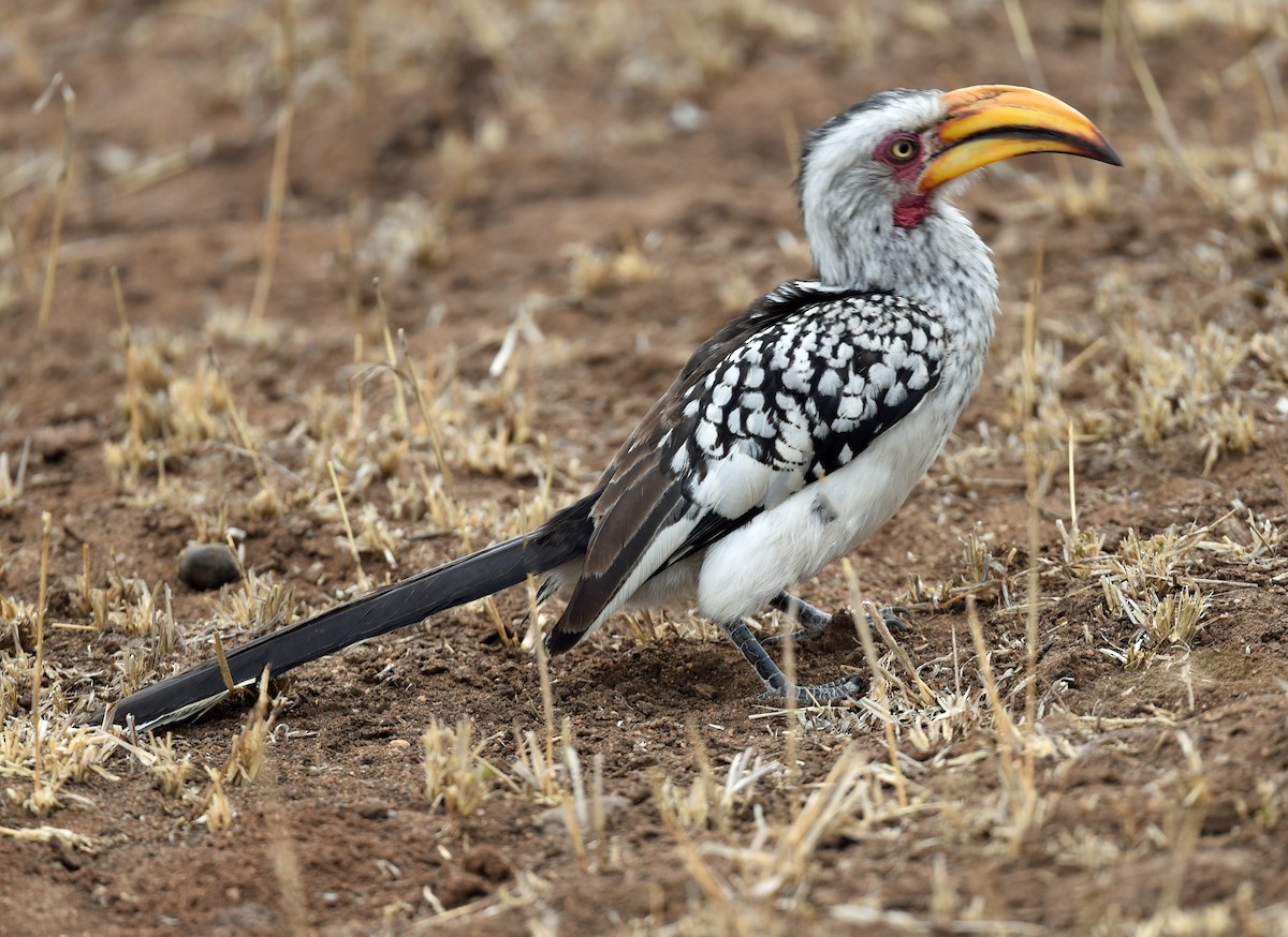 Southern Yellow-billed Hornbill - ML609585537