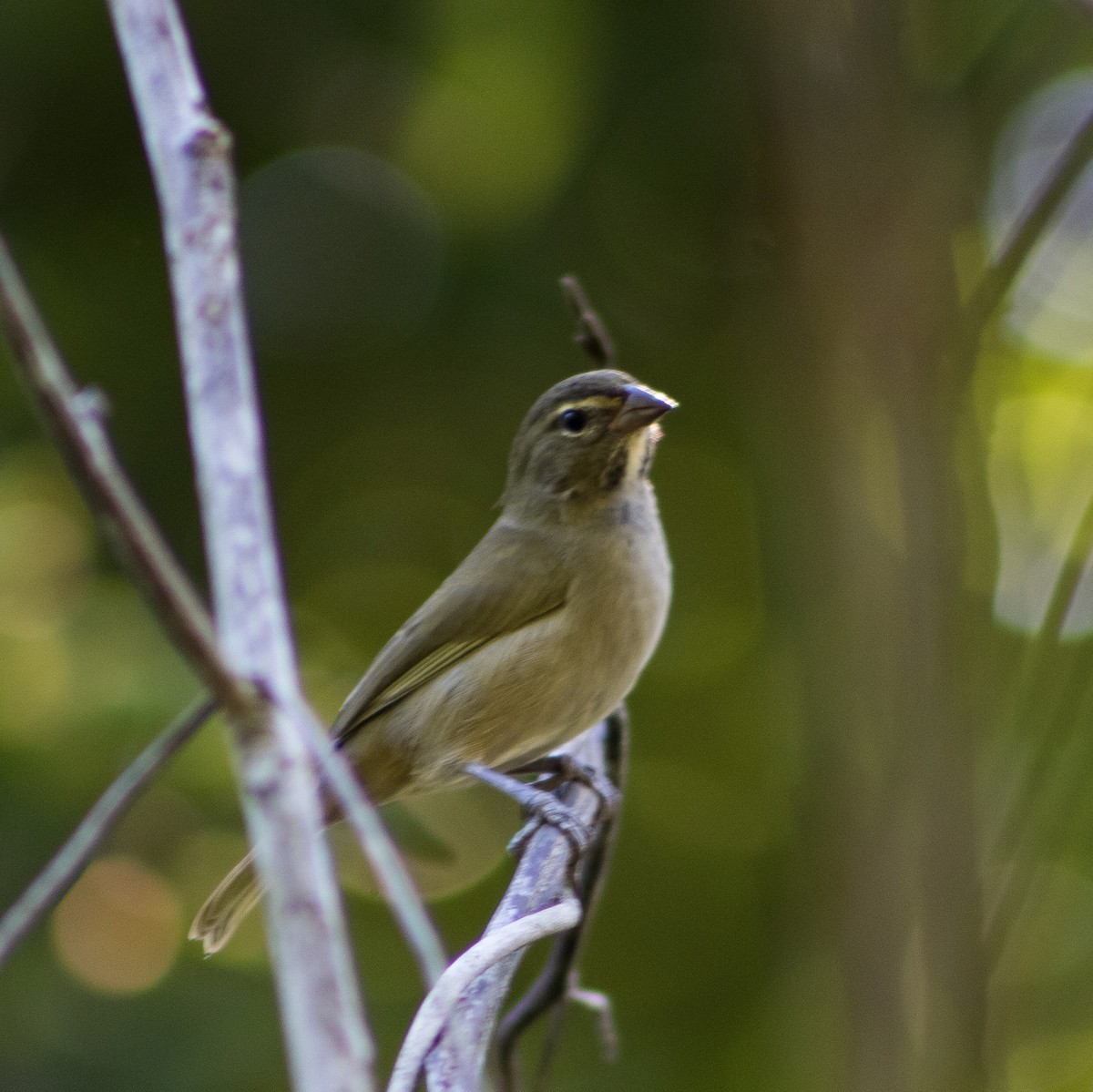 Yellow-faced Grassquit - ML609585539