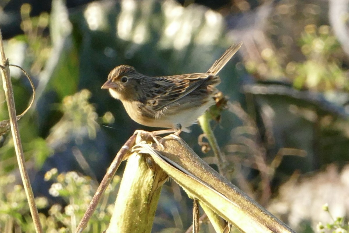 Grasshopper Sparrow - ML609585552