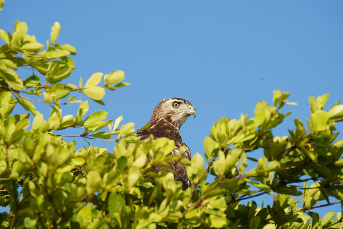 Red-tailed Hawk (jamaicensis) - Alcides L. Morales Pérez