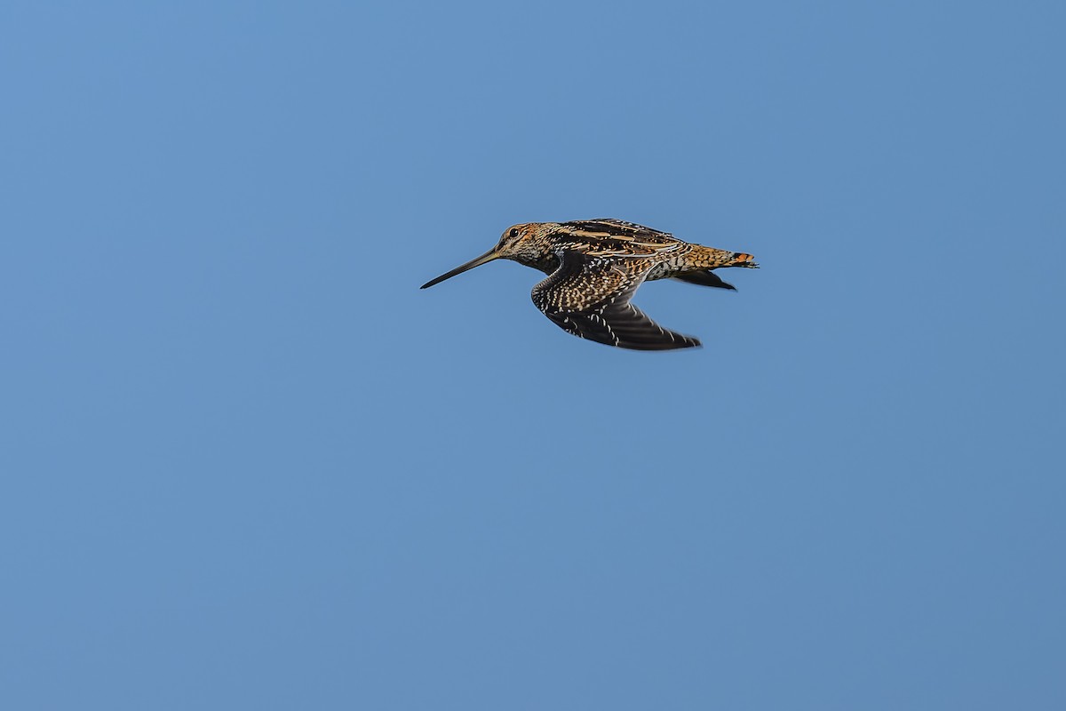 Wilson's Snipe - ML609585643