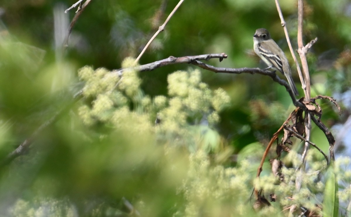 Least Flycatcher - ML609585667