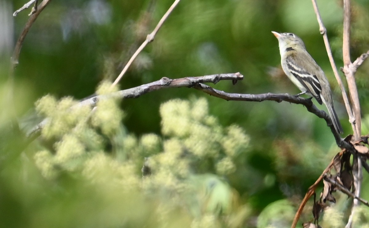 Least Flycatcher - Rob Bielawski