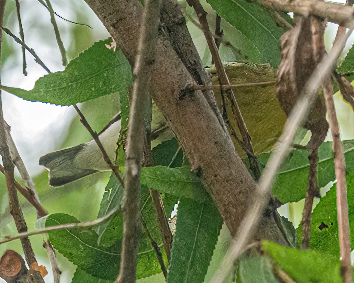 Blackpoll Warbler - Mark Singer