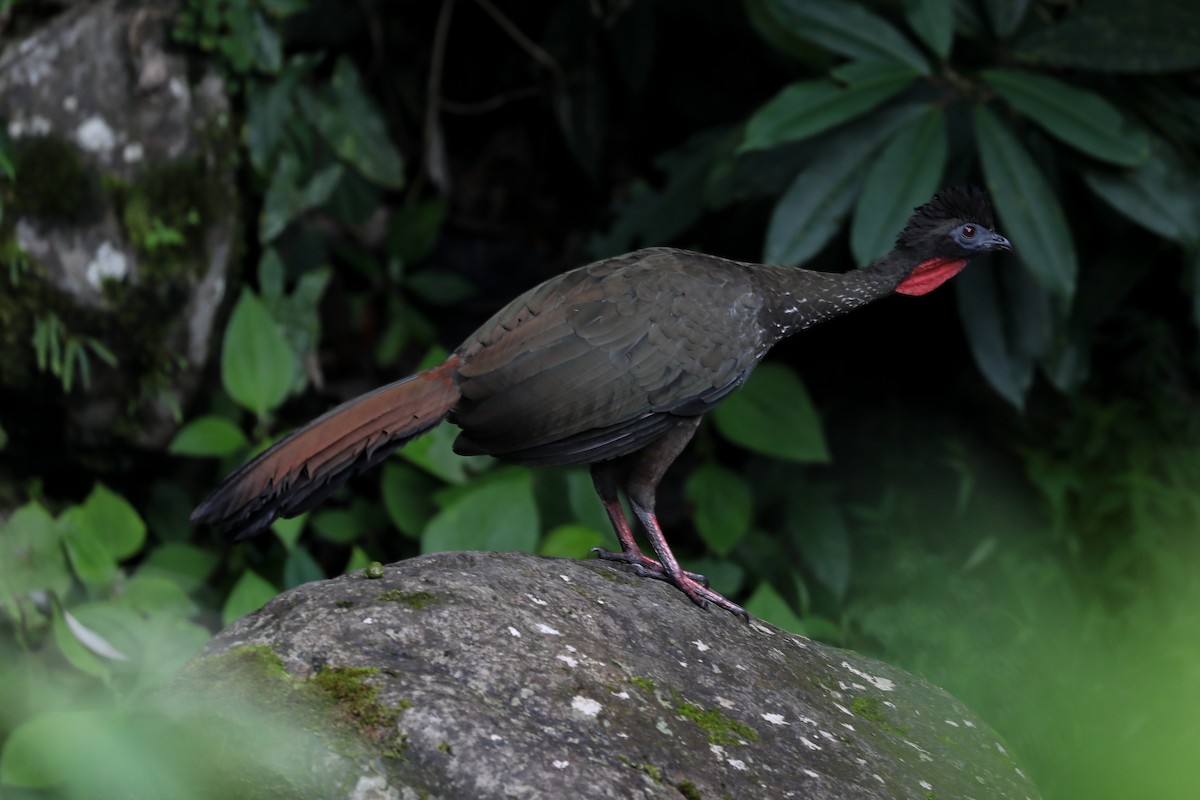 Crested Guan - ML609585793