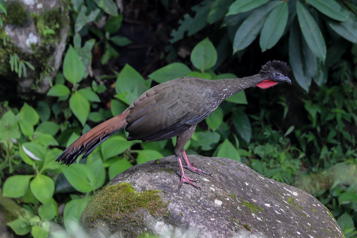 Crested Guan - ML609585806