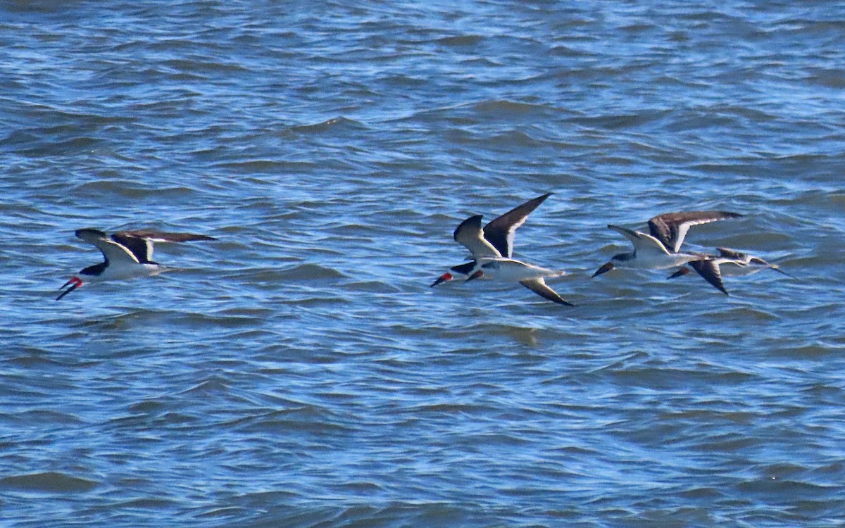 Black Skimmer - ML609585827