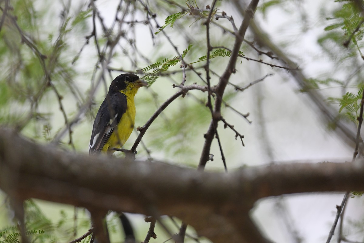 Lesser Goldfinch - ML609585830