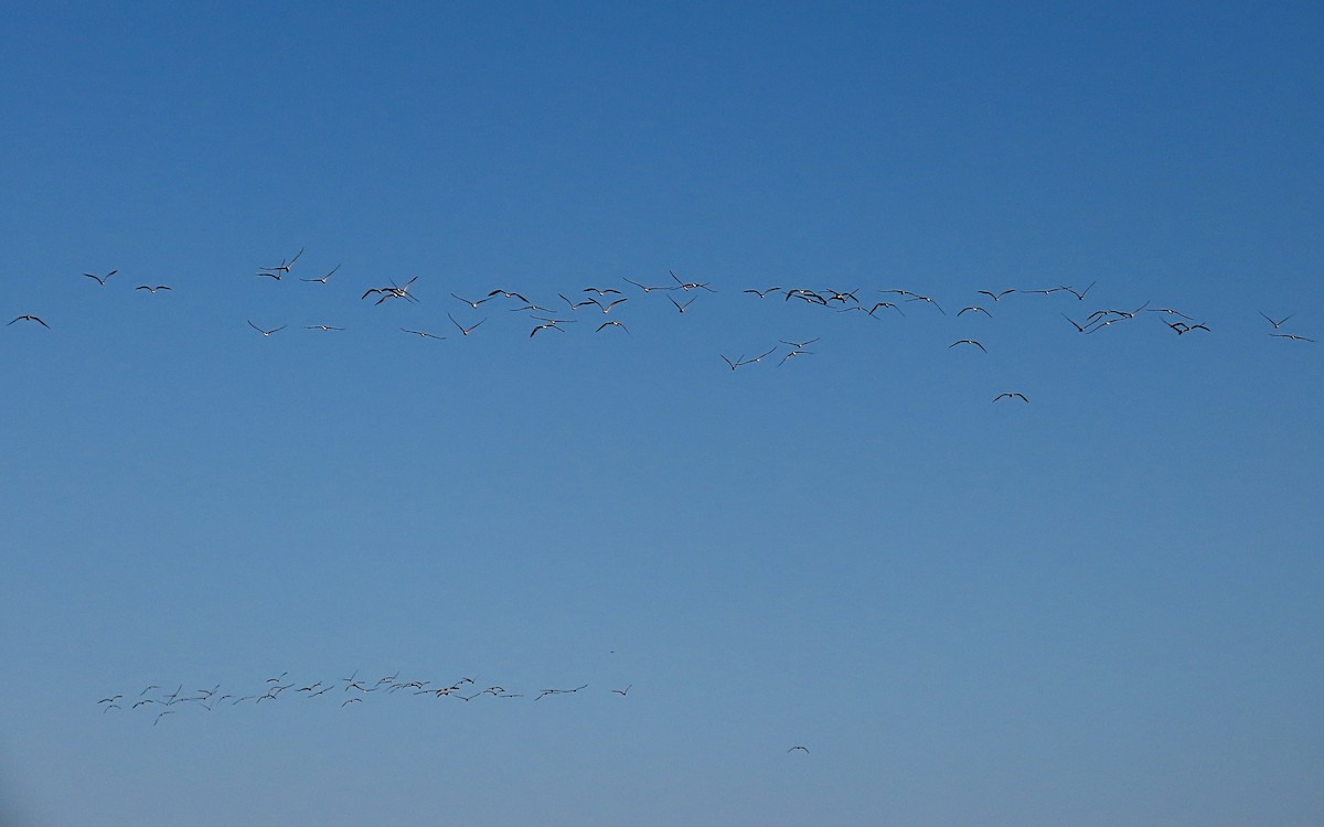 Black Skimmer - ML609585836