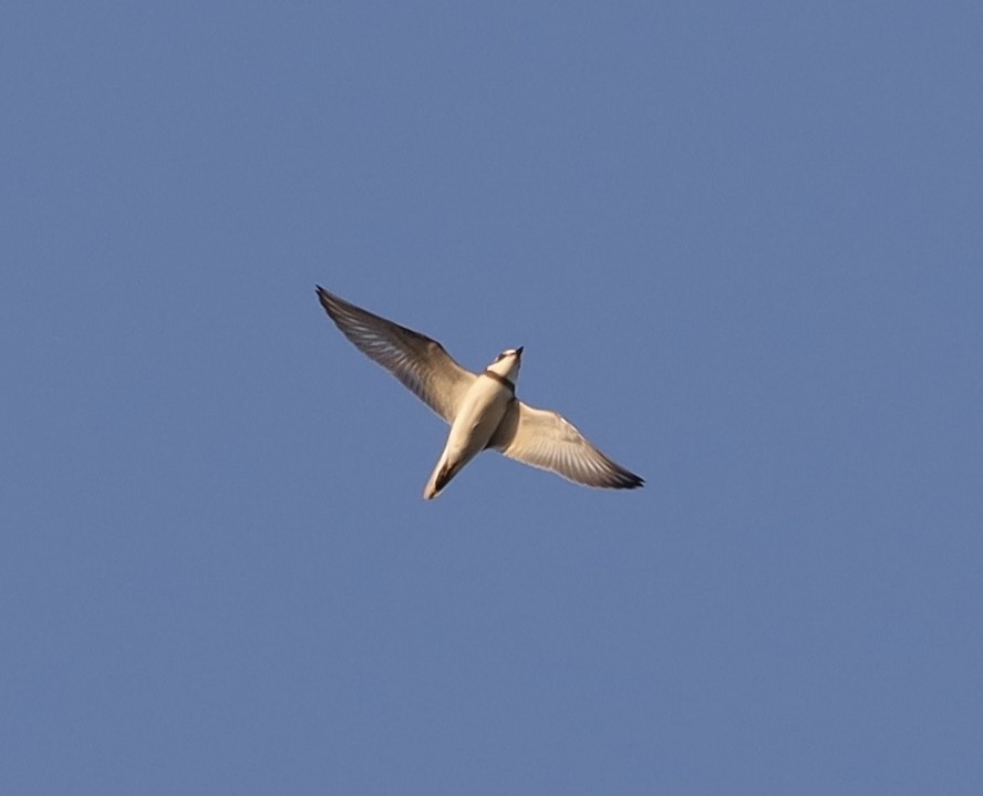 Semipalmated Plover - ML609585838