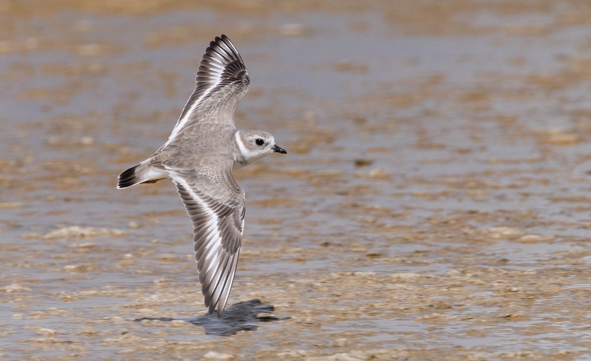 Piping Plover - Ryan Rodriguez