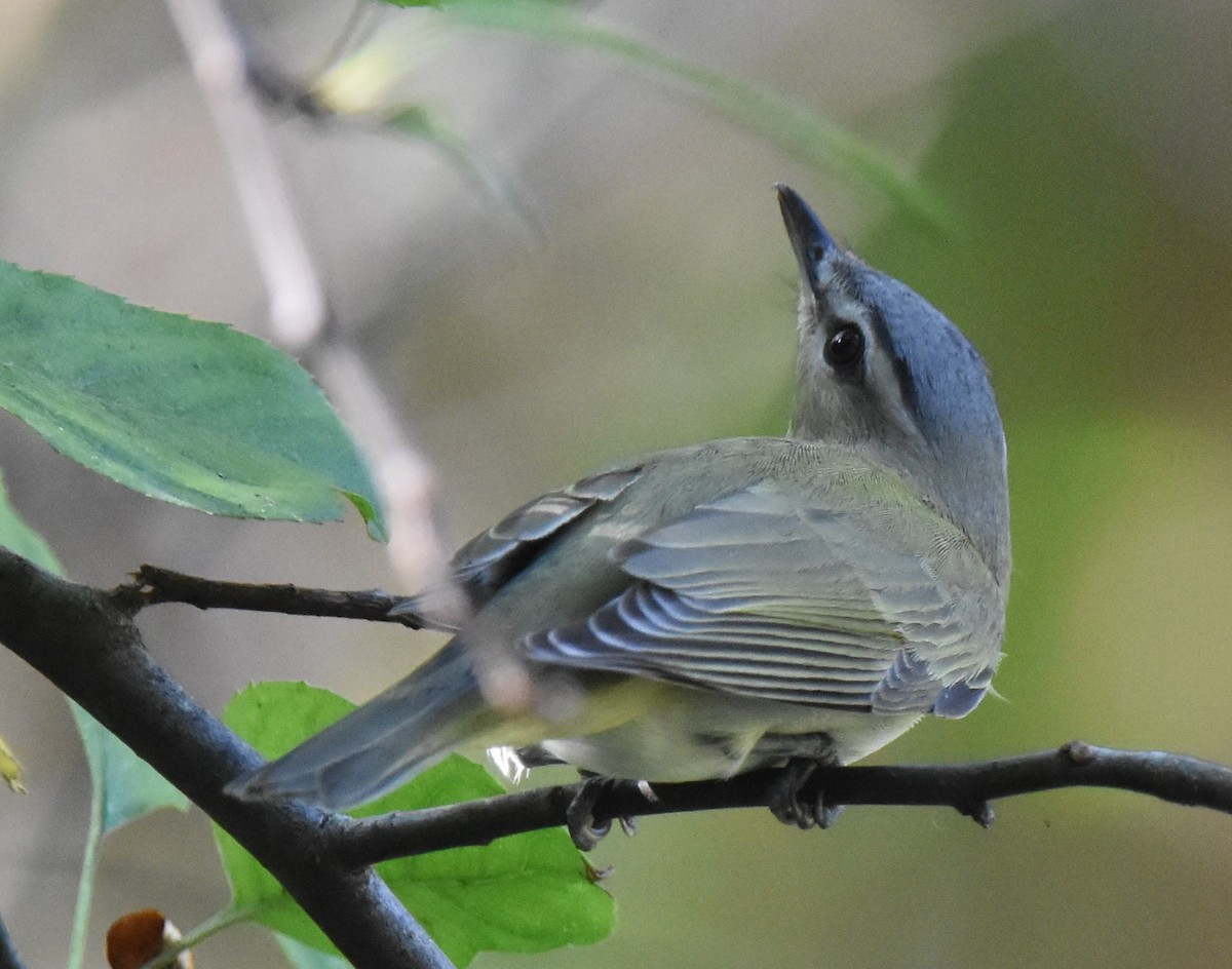 Red-eyed Vireo - ML609585911