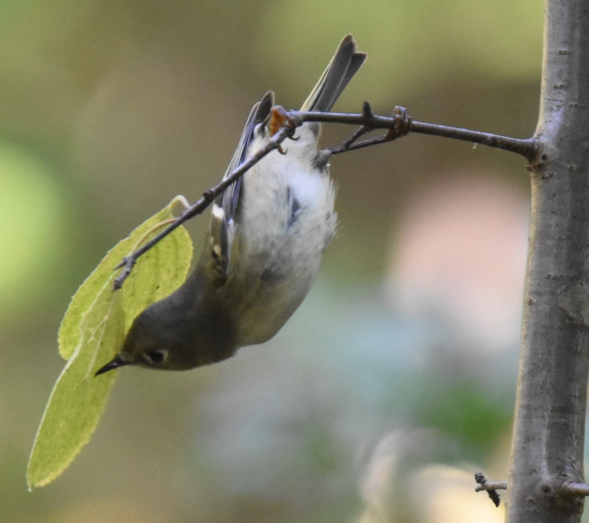 Ruby-crowned Kinglet - ML609585921