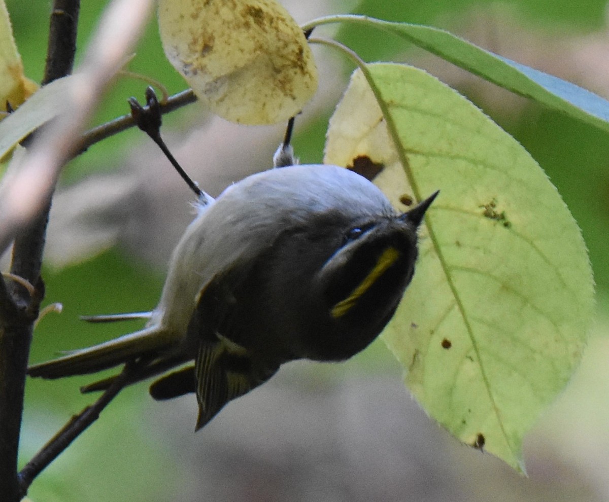 Golden-crowned Kinglet - ML609585941