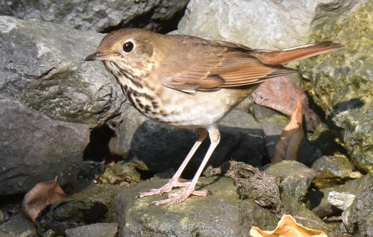 Hermit Thrush - ML609585949