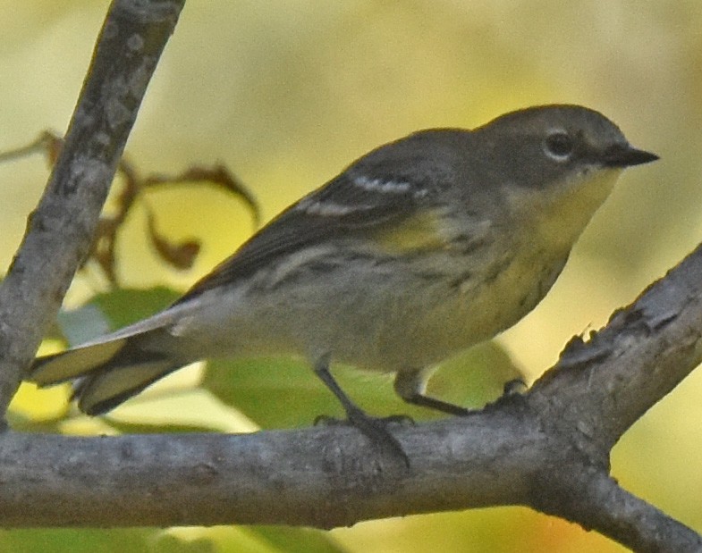 Yellow-rumped Warbler - ML609585960