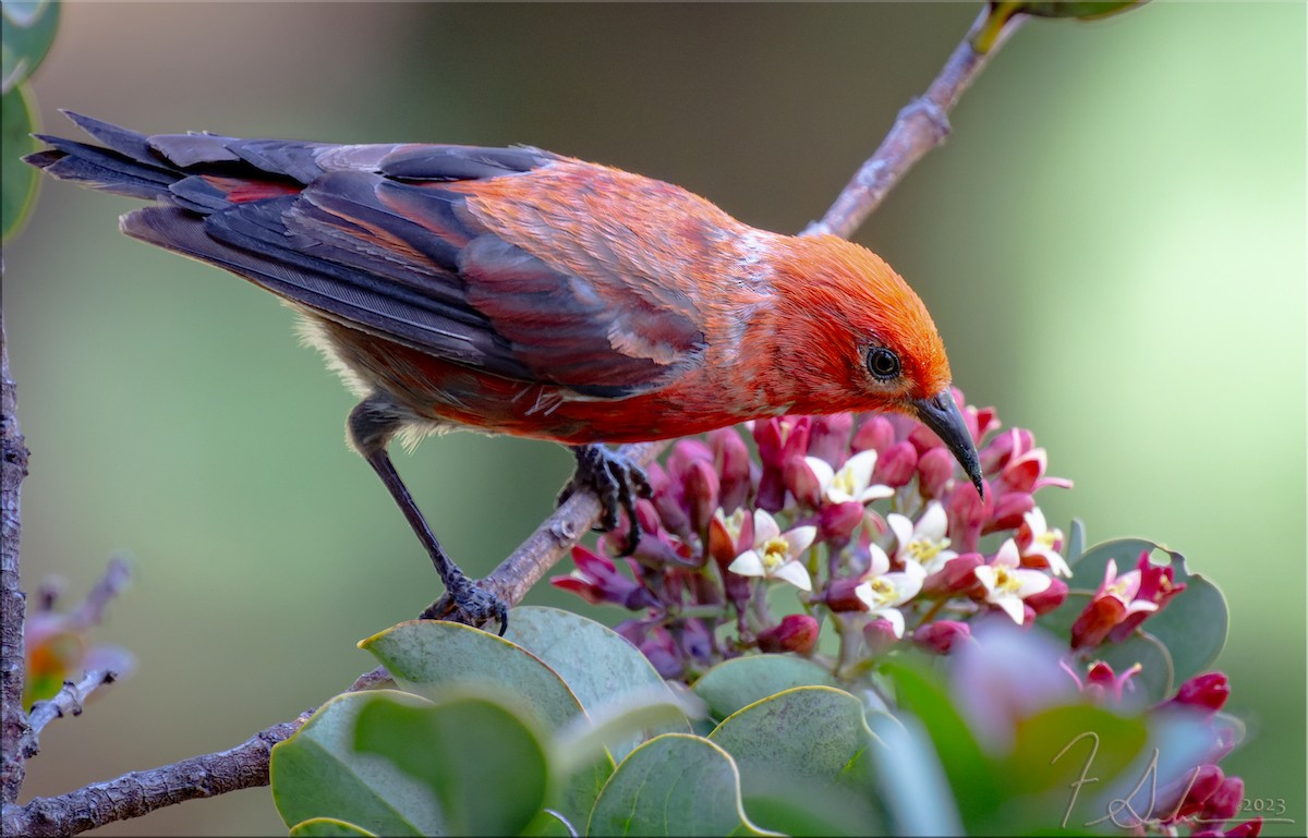 Apapanekleidervogel - ML609586072