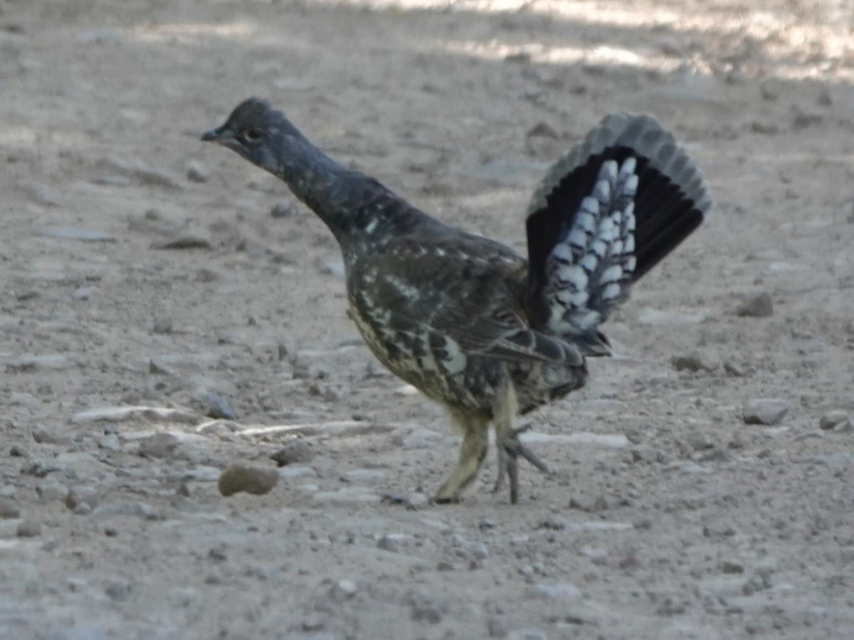 Dusky Grouse - ML609586083