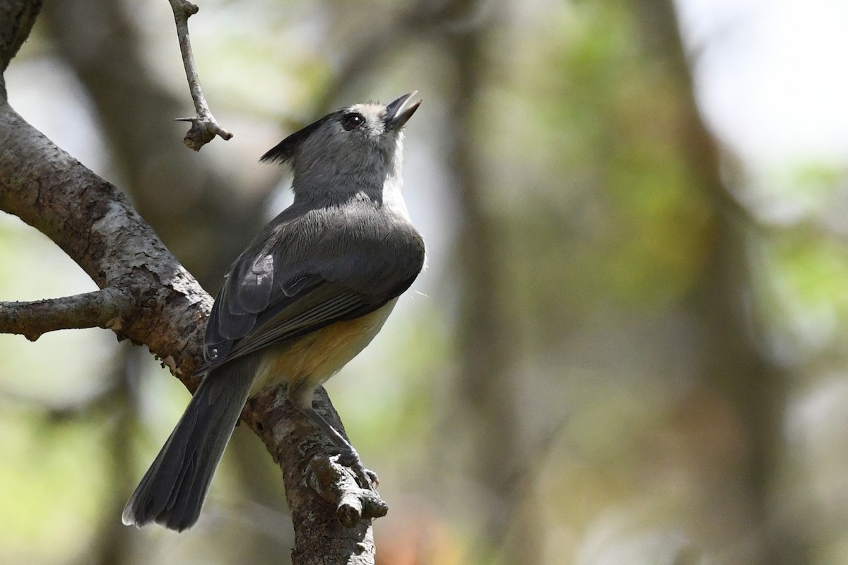 Black-crested Titmouse - ML609586094