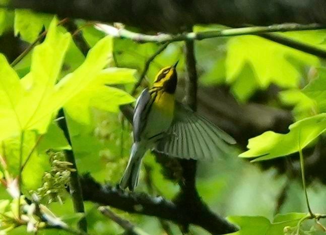 Townsend's Warbler - ML609586156