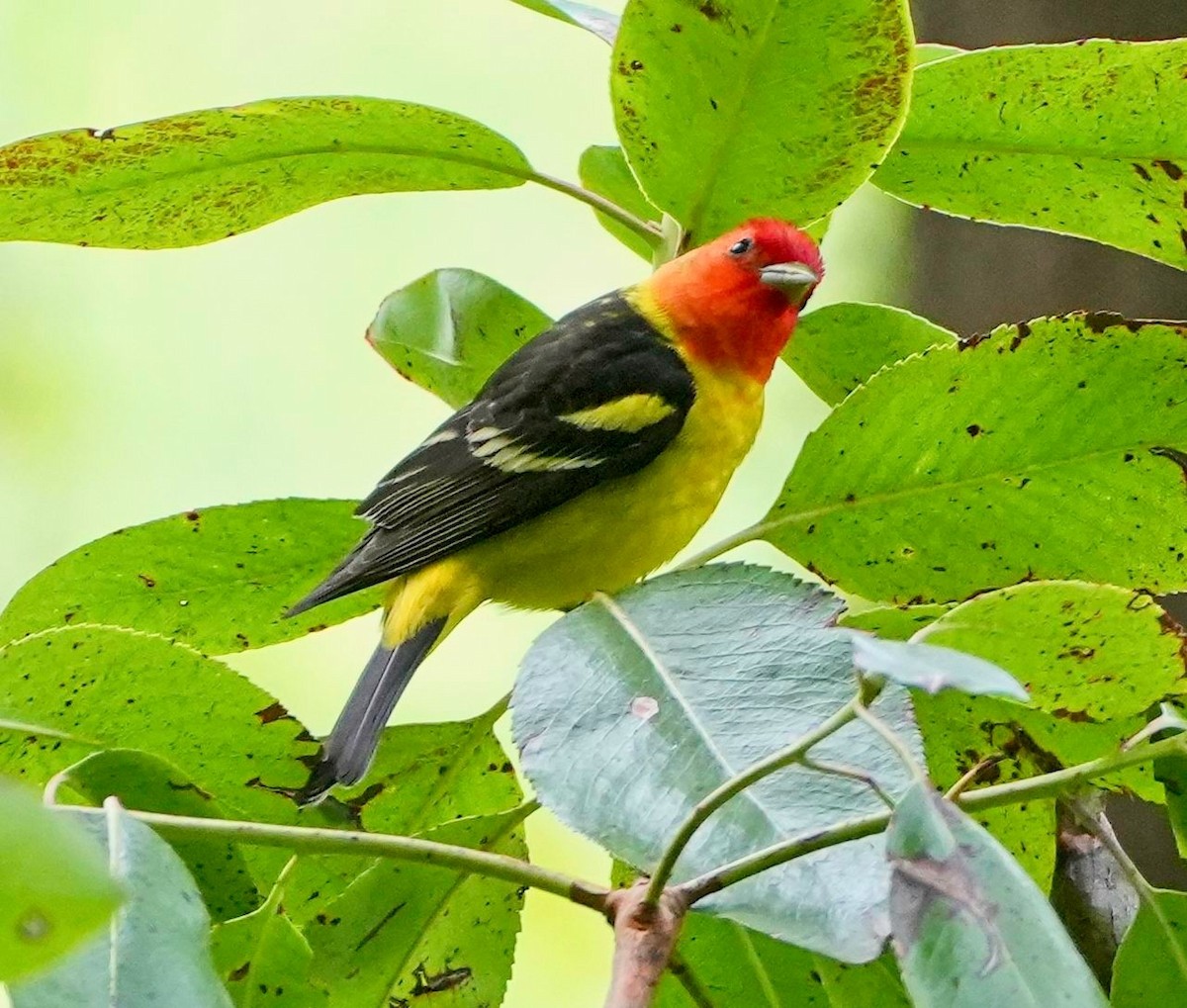Western Tanager - ML609586158
