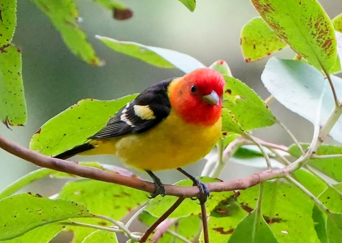 Western Tanager - ML609586159