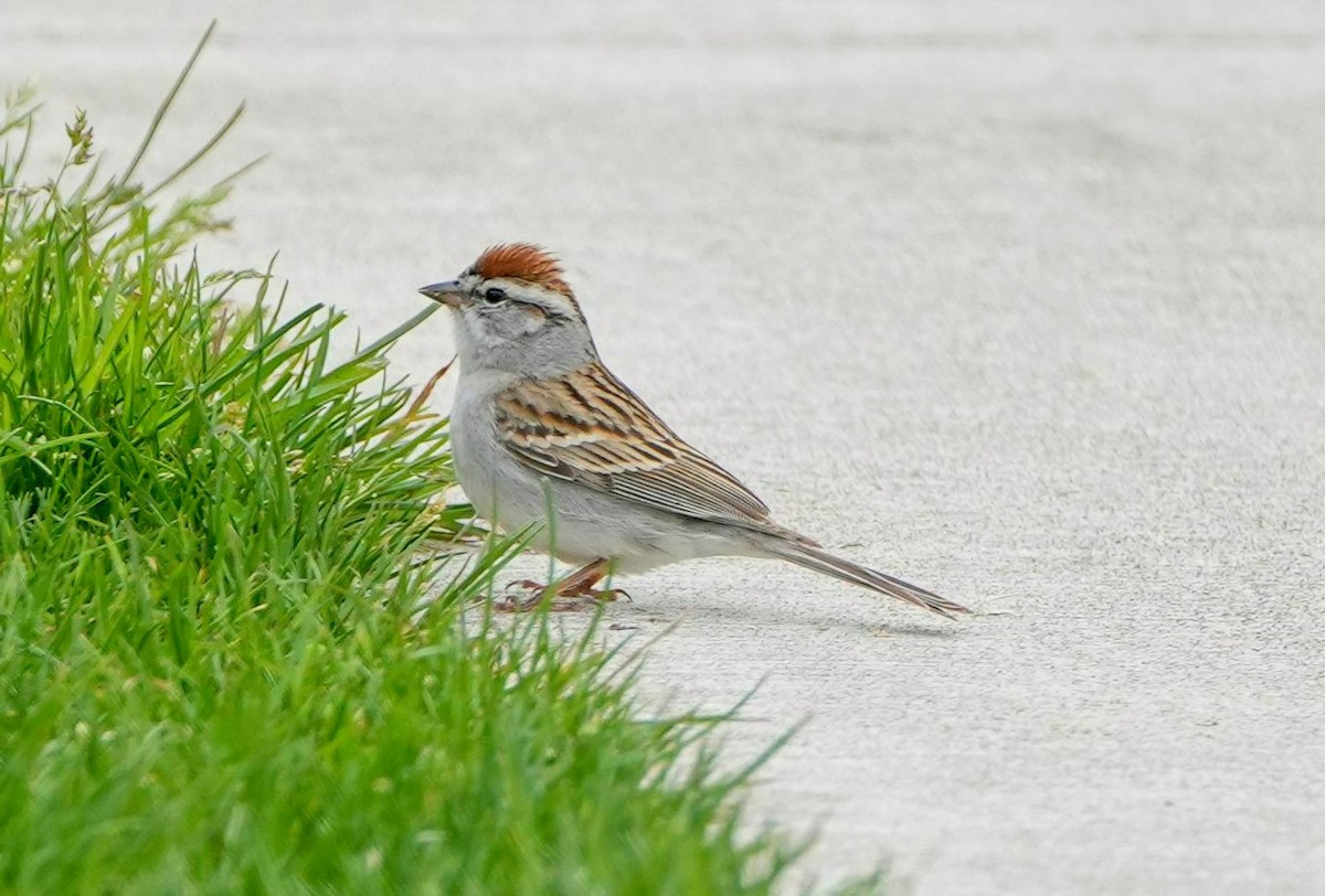 Chipping Sparrow - ML609586166